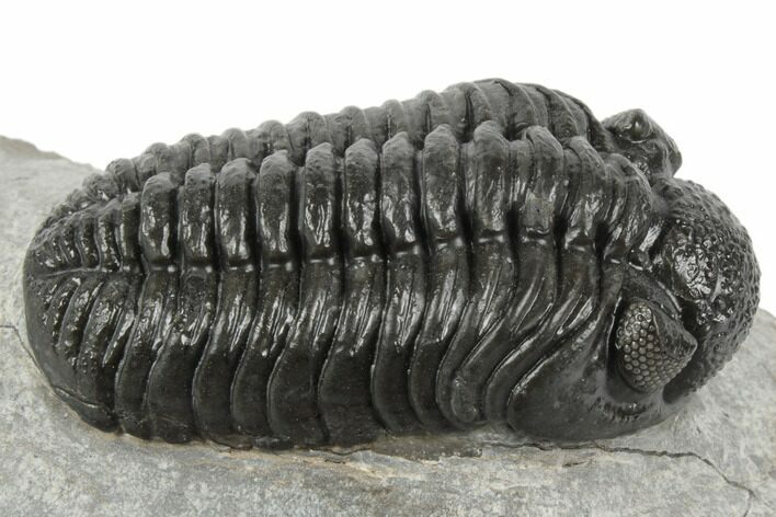 Adrisiops Weugi Trilobite - Recently Described Phacopid #192827